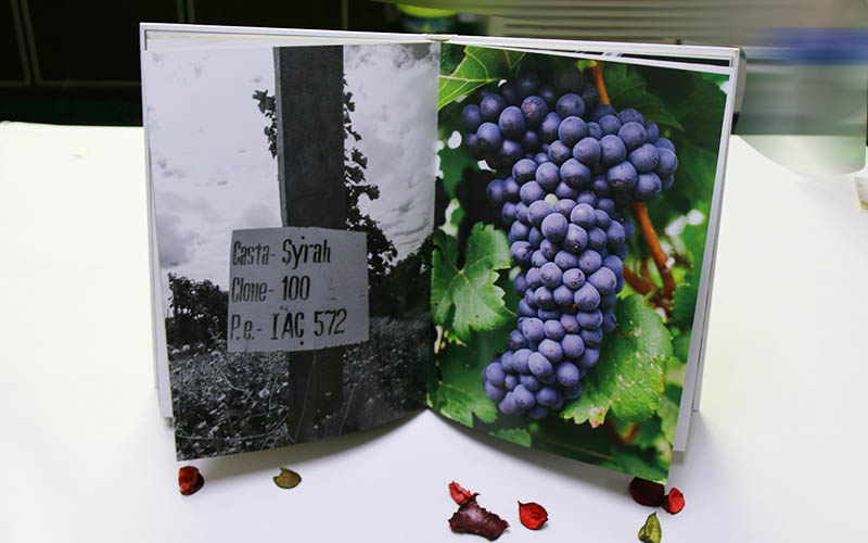 兒童書刊畫冊(cè)印刷,兒童畫冊(cè)印刷,兒童植物精裝書印刷